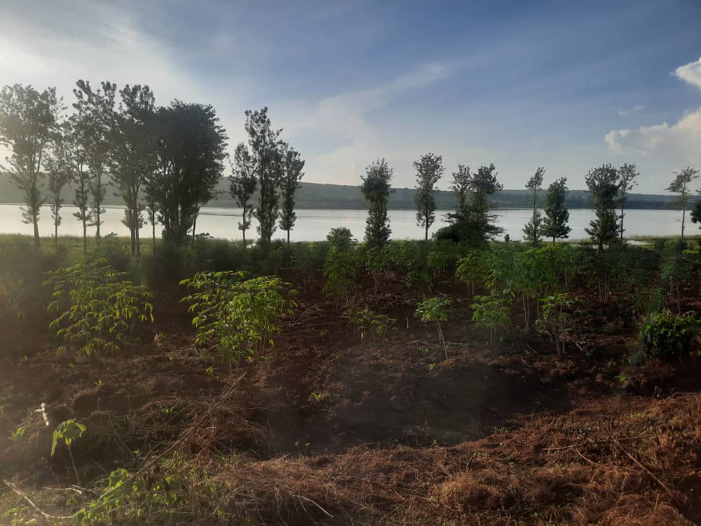 CR 053 LAND FOR SALE IN BUGESERA