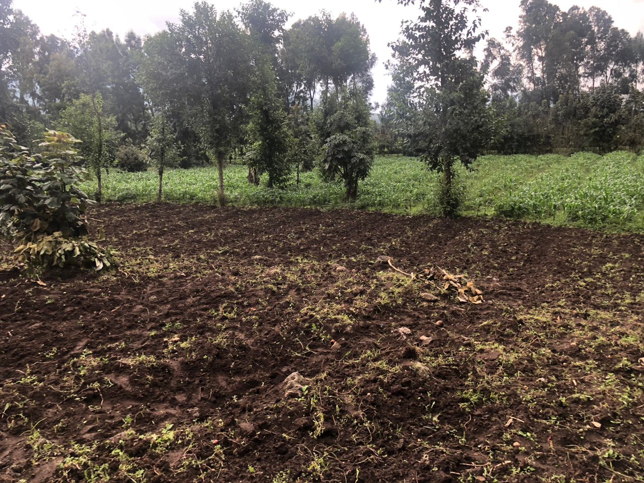 CR 089 LAND FOR SALE IN KINIGI, MUSANZE