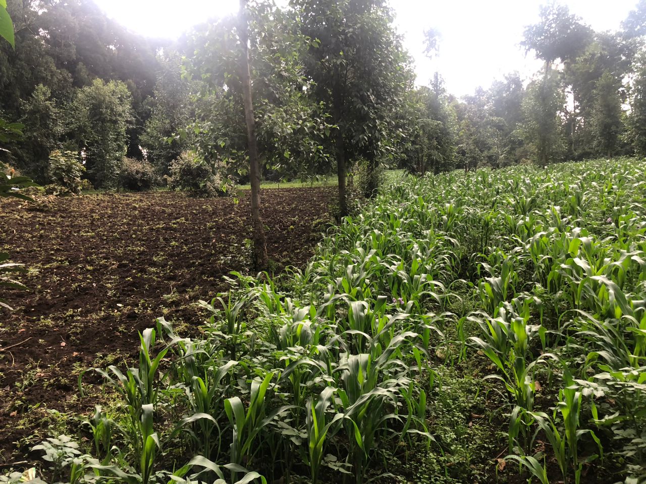 CR 089 LAND FOR SALE IN KINIGI, MUSANZE